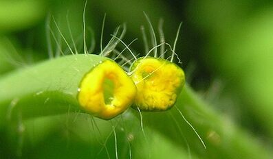 Nola kentzeko papilomak Celandine-rekin